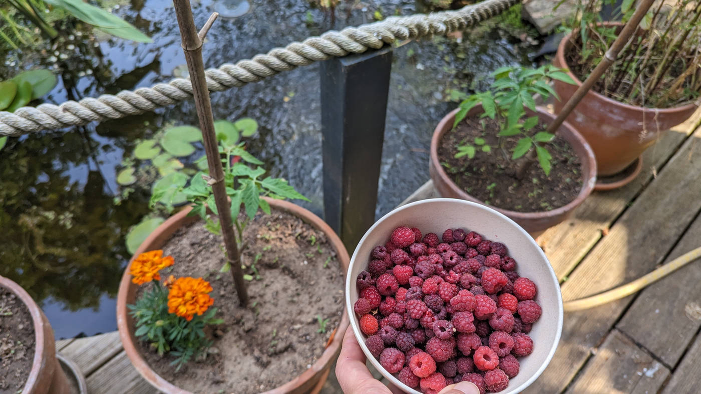 cueillette de framboise et plants de tomates