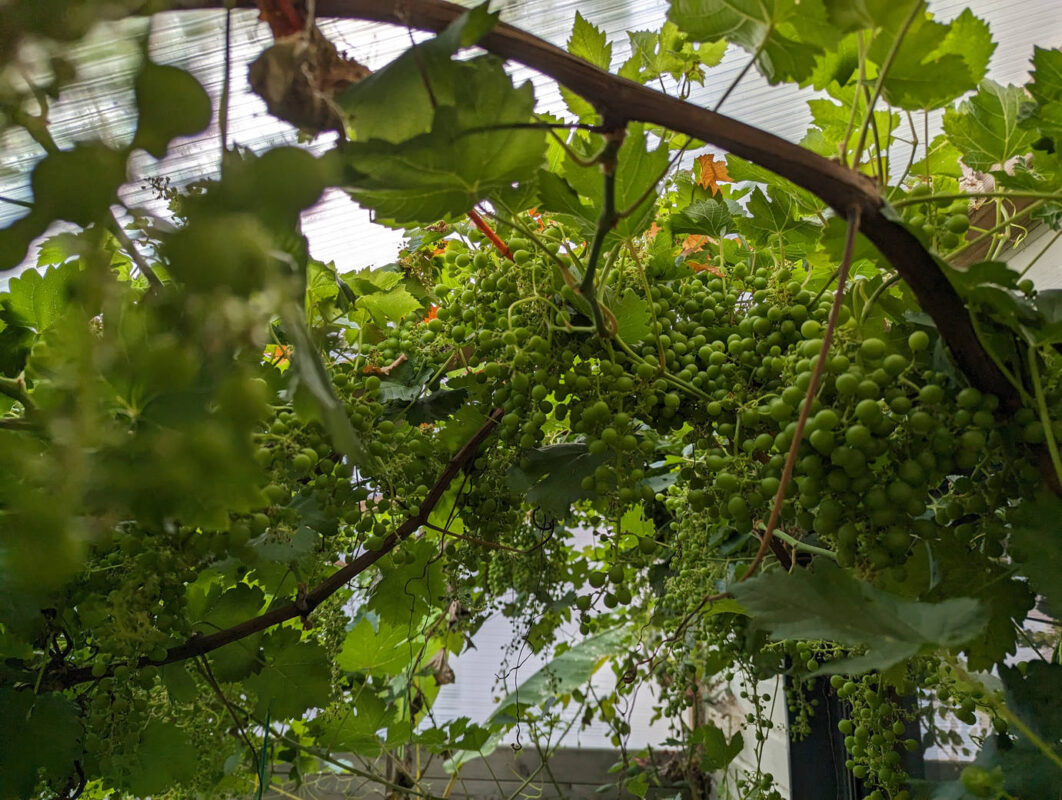 Les grappes déjà formé dans la serre