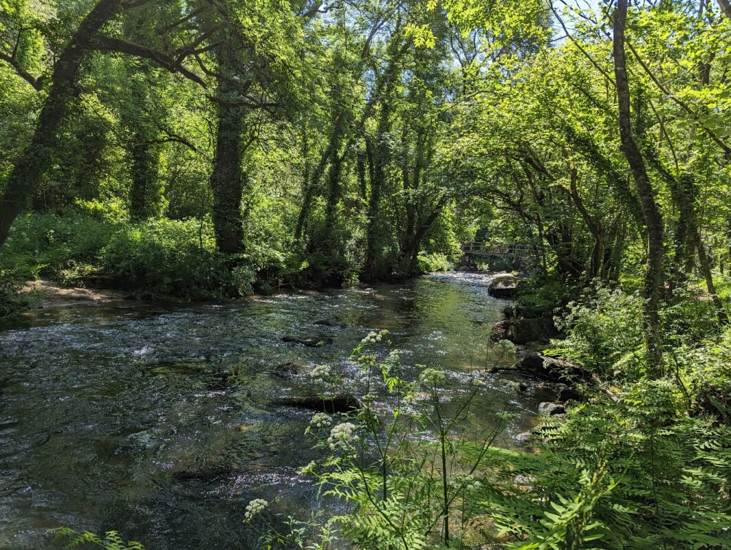 Stangala sous l'ombre les arbres