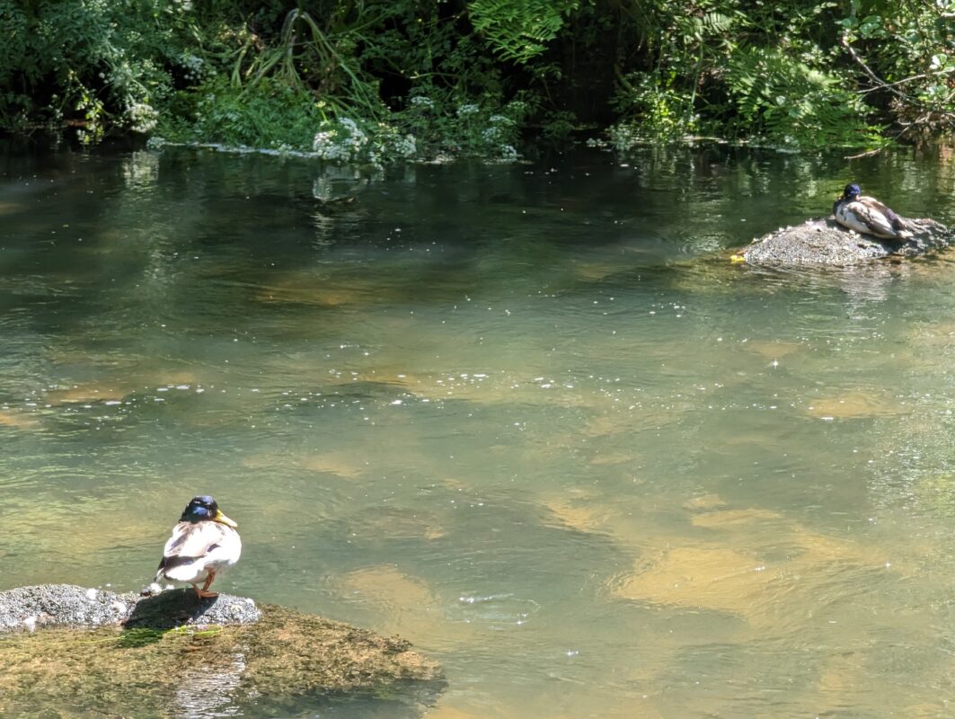 La sieste des Canards