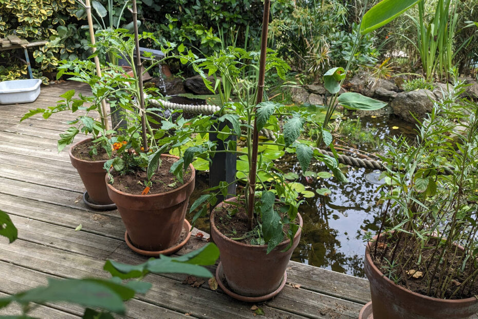 Plants de tomates