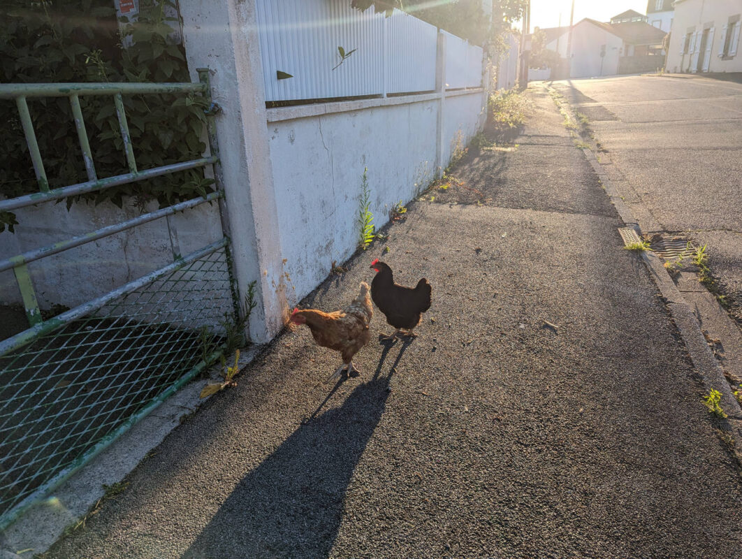 Les poules profitent de l'ouverture du portail pour faire un tour dans la rue