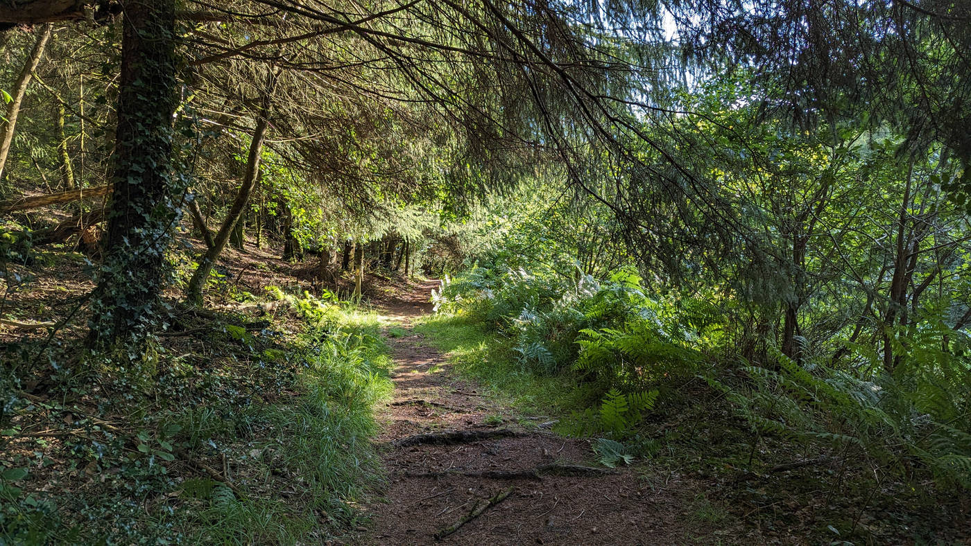 Sous bois plus résineux