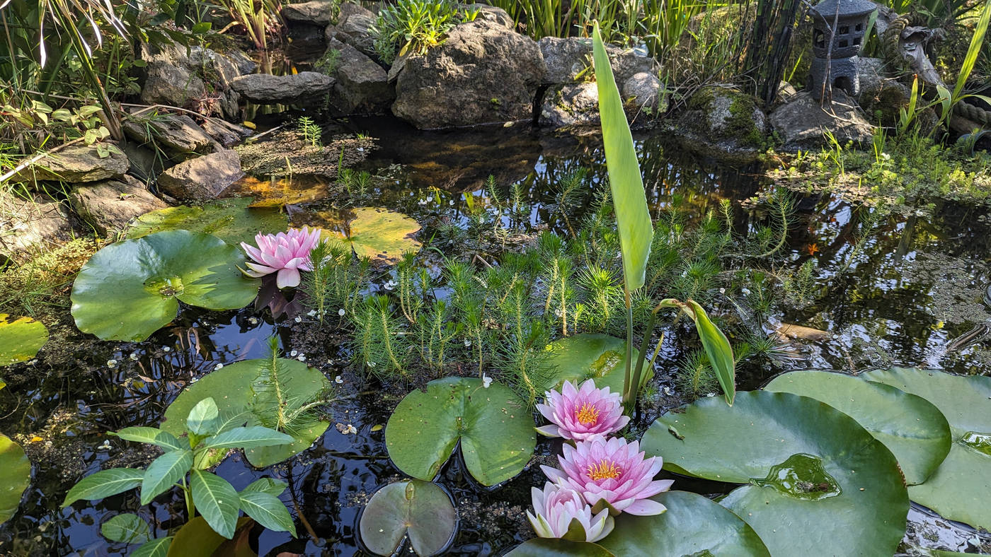 Le bassin en fleurs