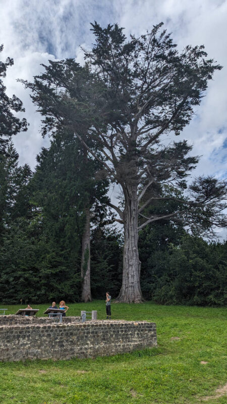 Arbres à coté des thermes romain