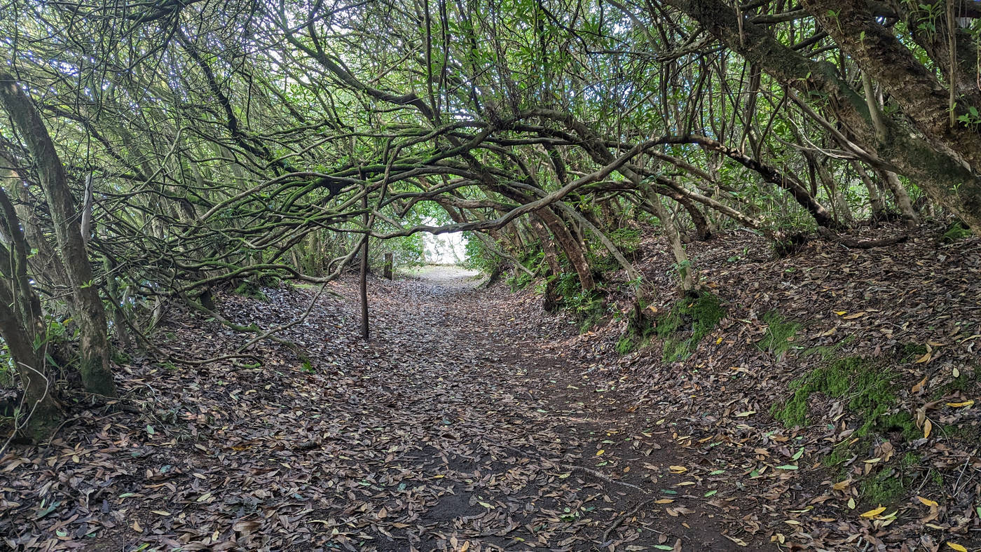 Sentier sous les branches