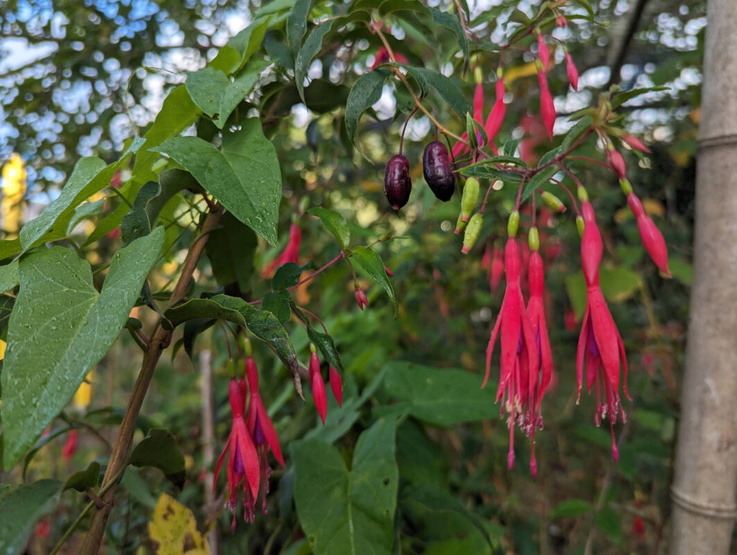 Fushia et leur fruit comestible, légèrement poivré