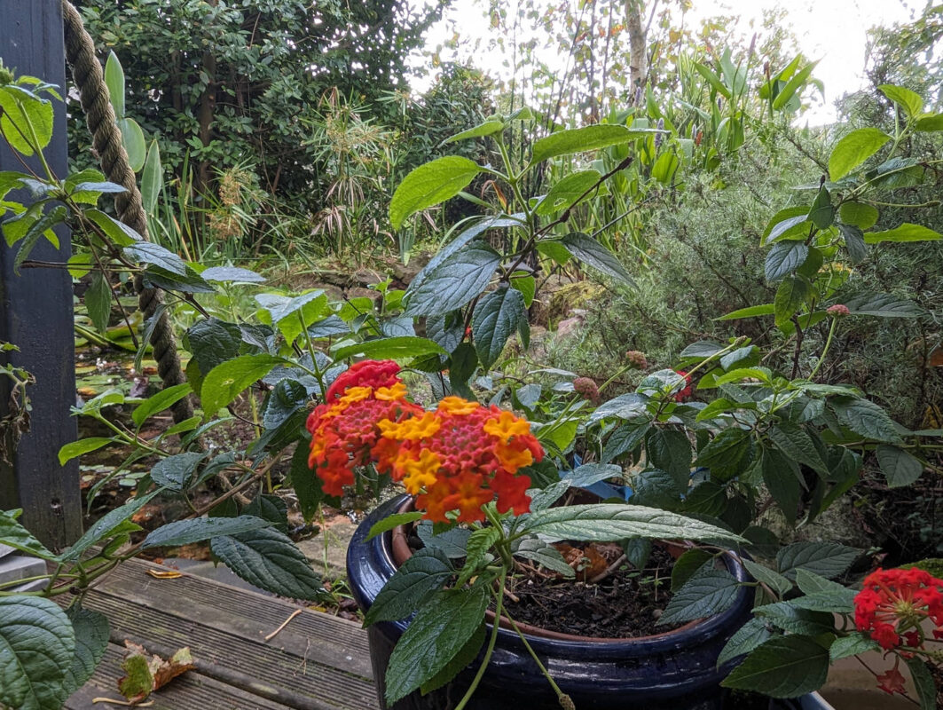 Lantana