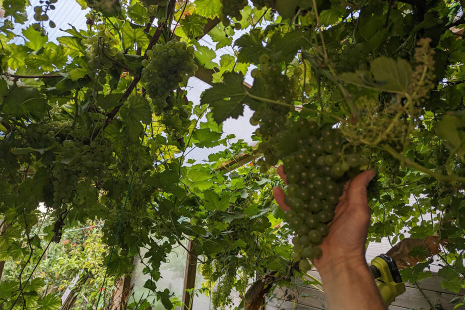 Les raisins dans la véranda, bientôt murs