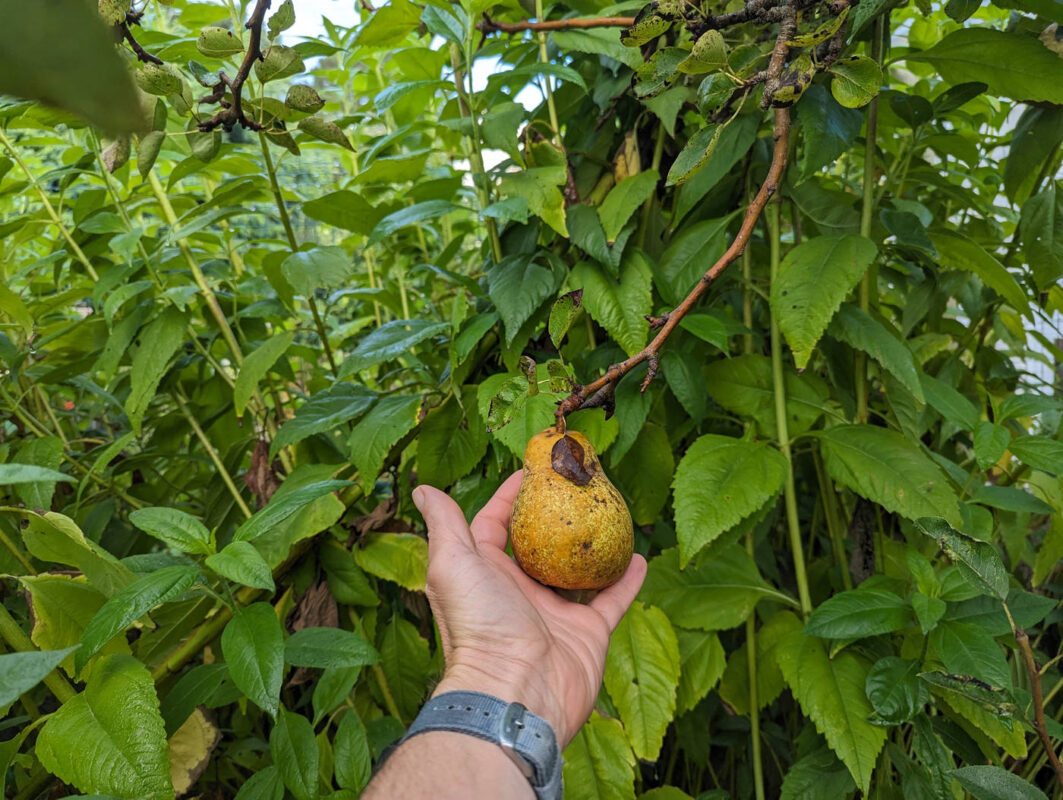 Dernières poires