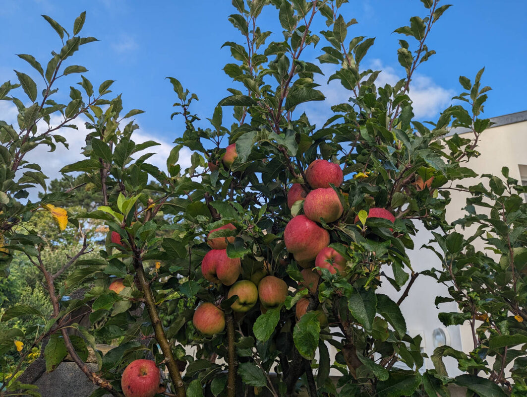 Pommes à profusion