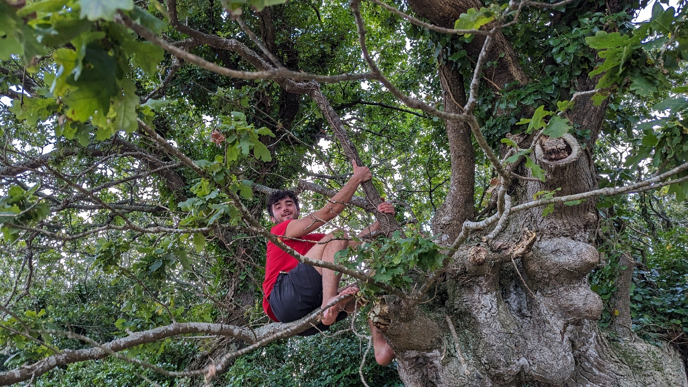 Goulven en cours d'escalade d'un arbre, ça me rappel quelqu'un