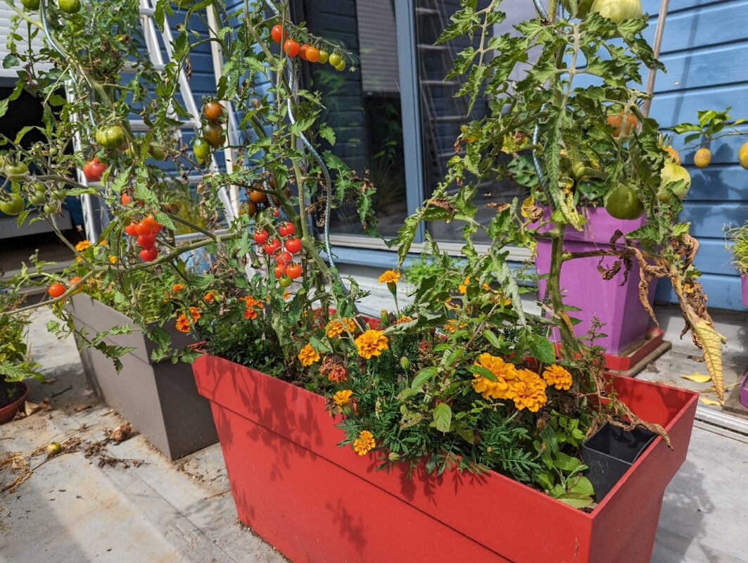 Les tomates sur le solarium