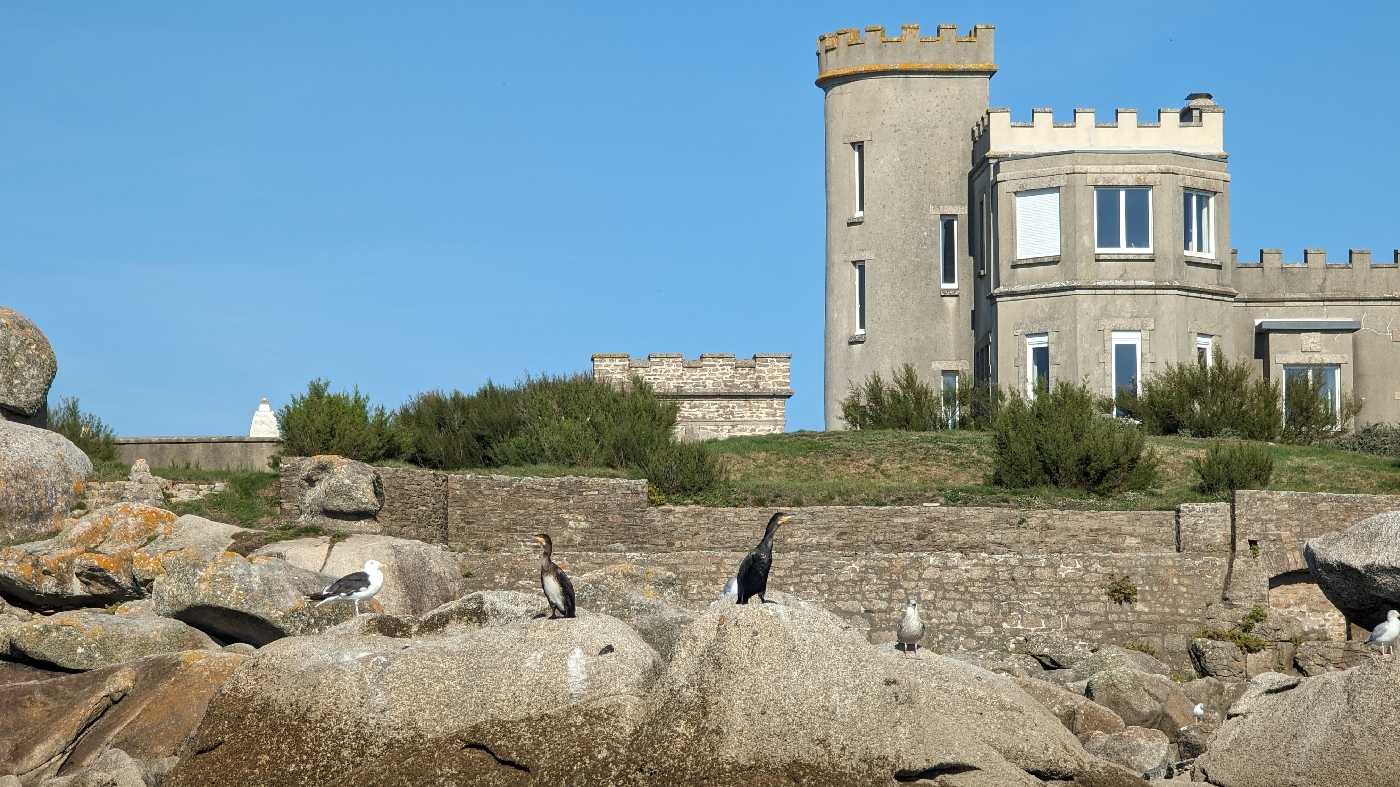 Cormorans devant le château