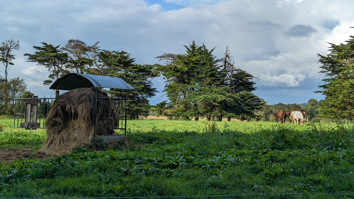 Campagne, chevaux