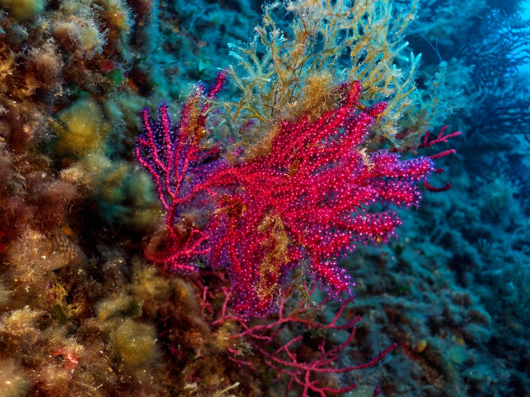 Corail rouge avec ses polypes