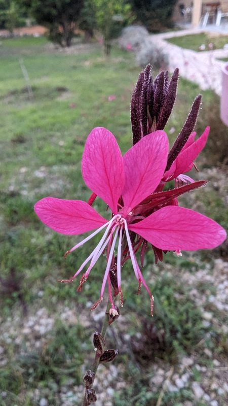 Fleurs