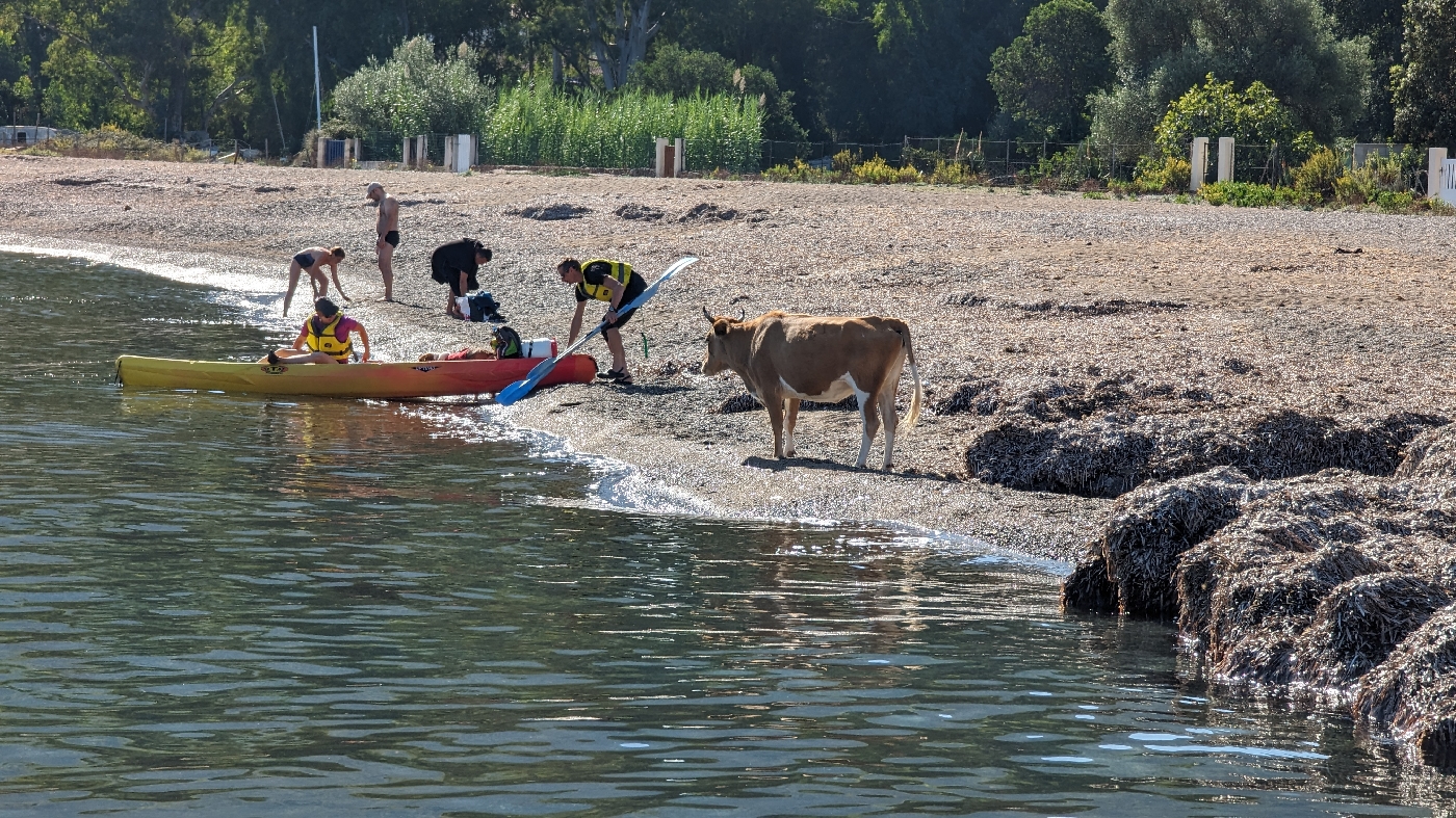 En corse les vache regarde les kayak, pas les trains