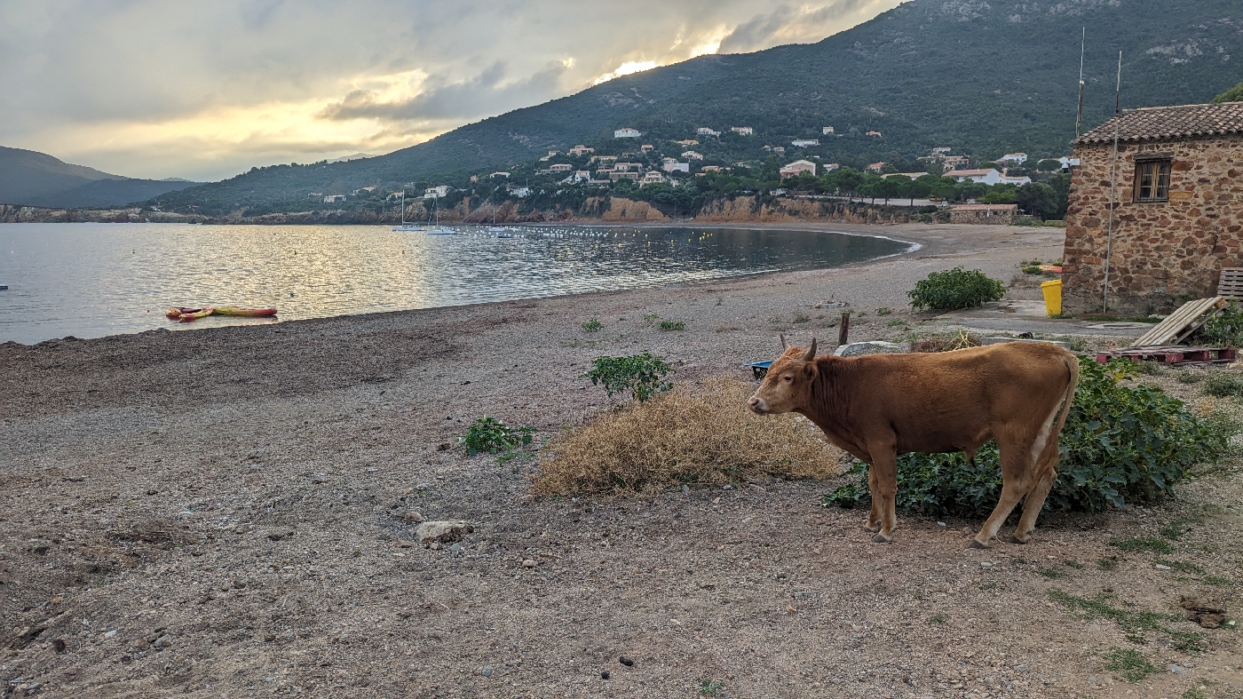 La plage et ses vaches