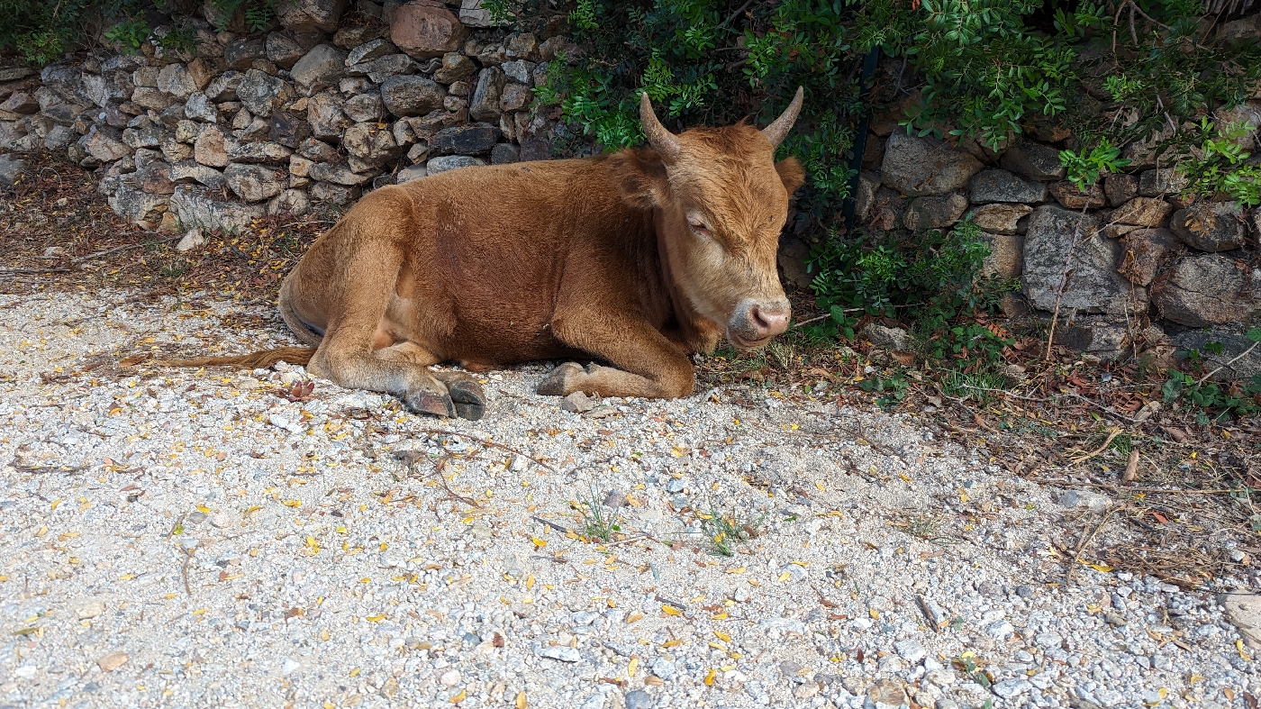 Vache qui se repose sur le trottoir