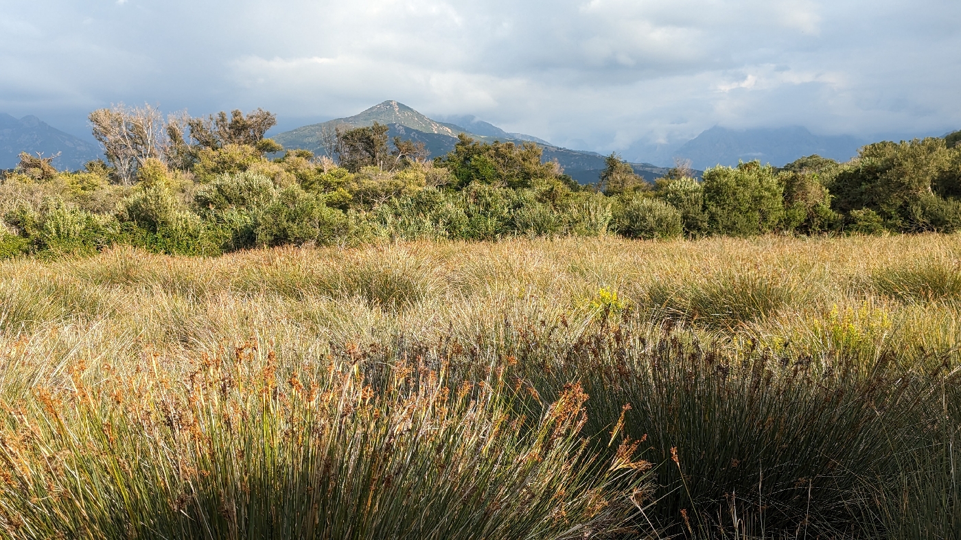 Herbes de marais