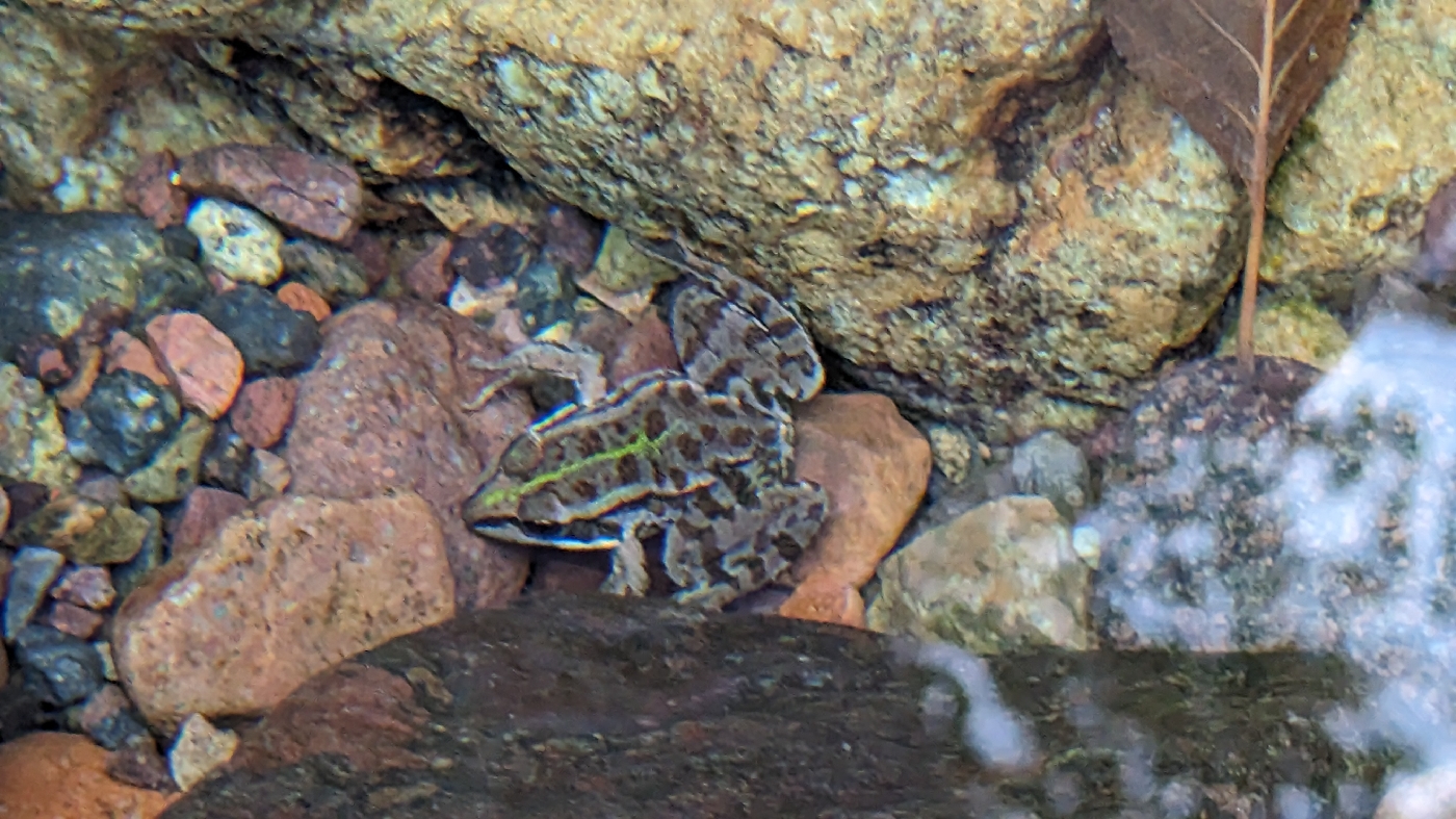 Petite grenouille sous l'eau