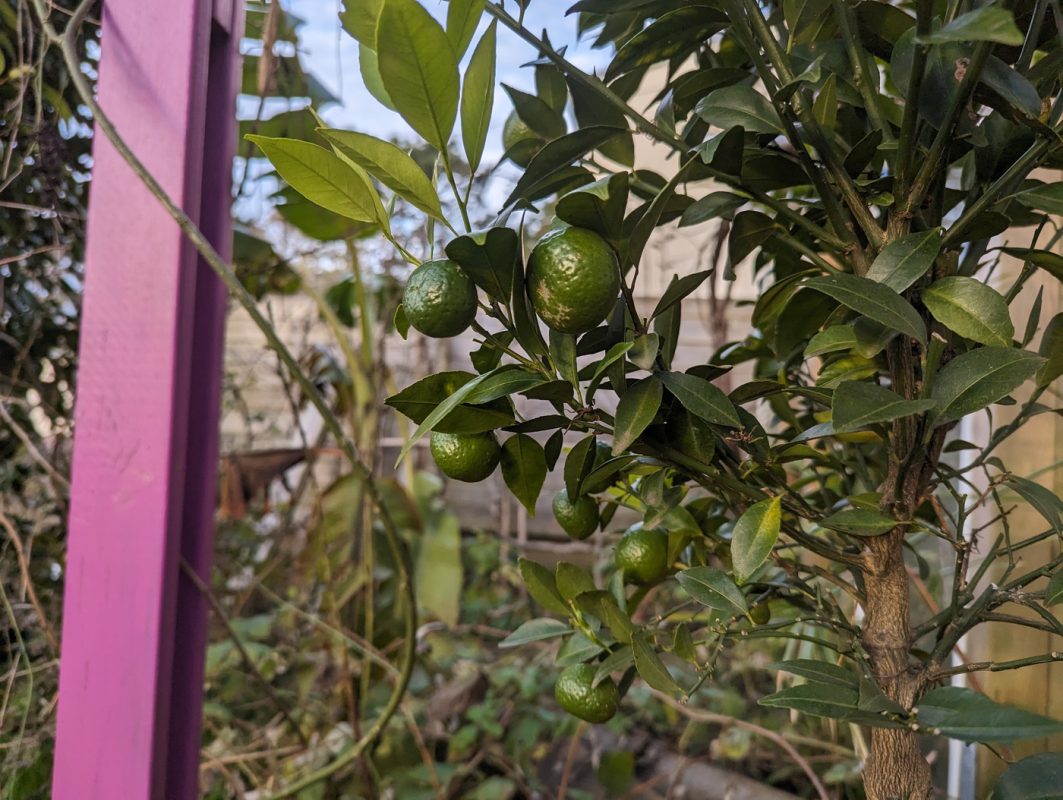 Les mandarines poussent, il est temps de les rentrées