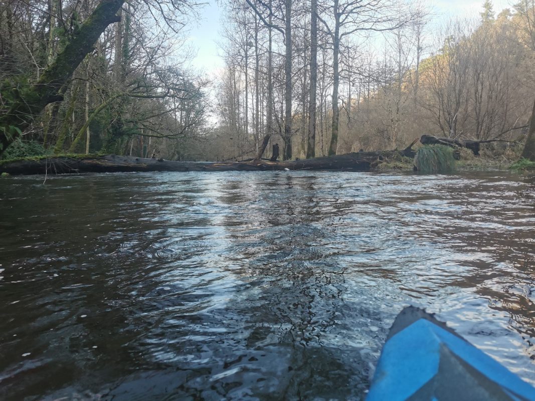 Un des 4 arbres bien en travers de la rivière