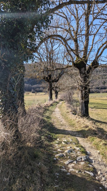 Sentier bordé d'arbres