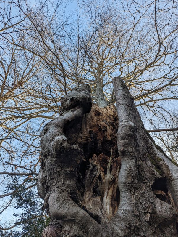 Explosion de branche sur la veille souche