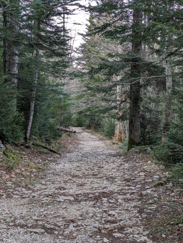 Route en forêt