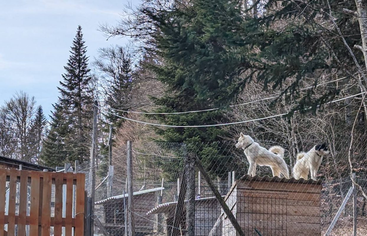 Les chiens de traineau