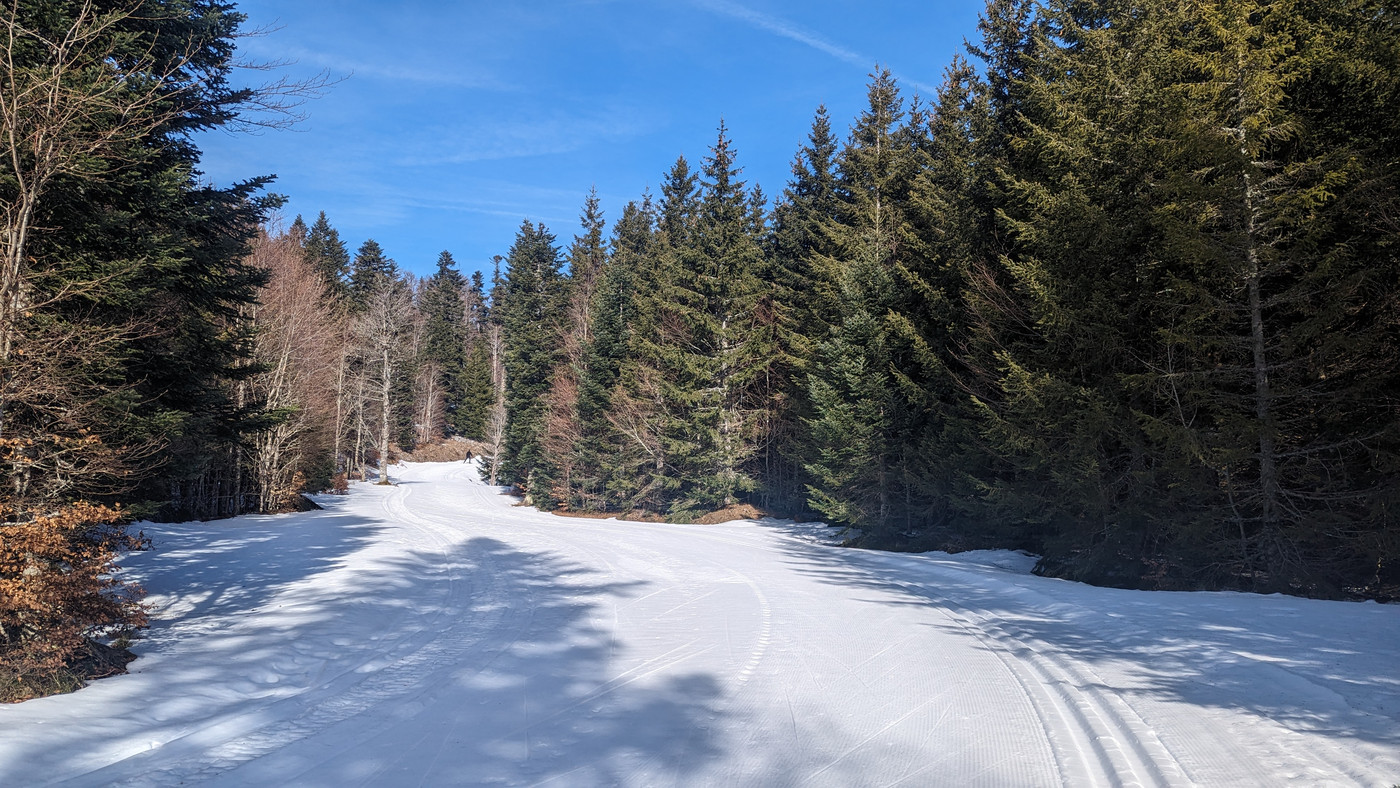 Pistes sinueuses en forêt