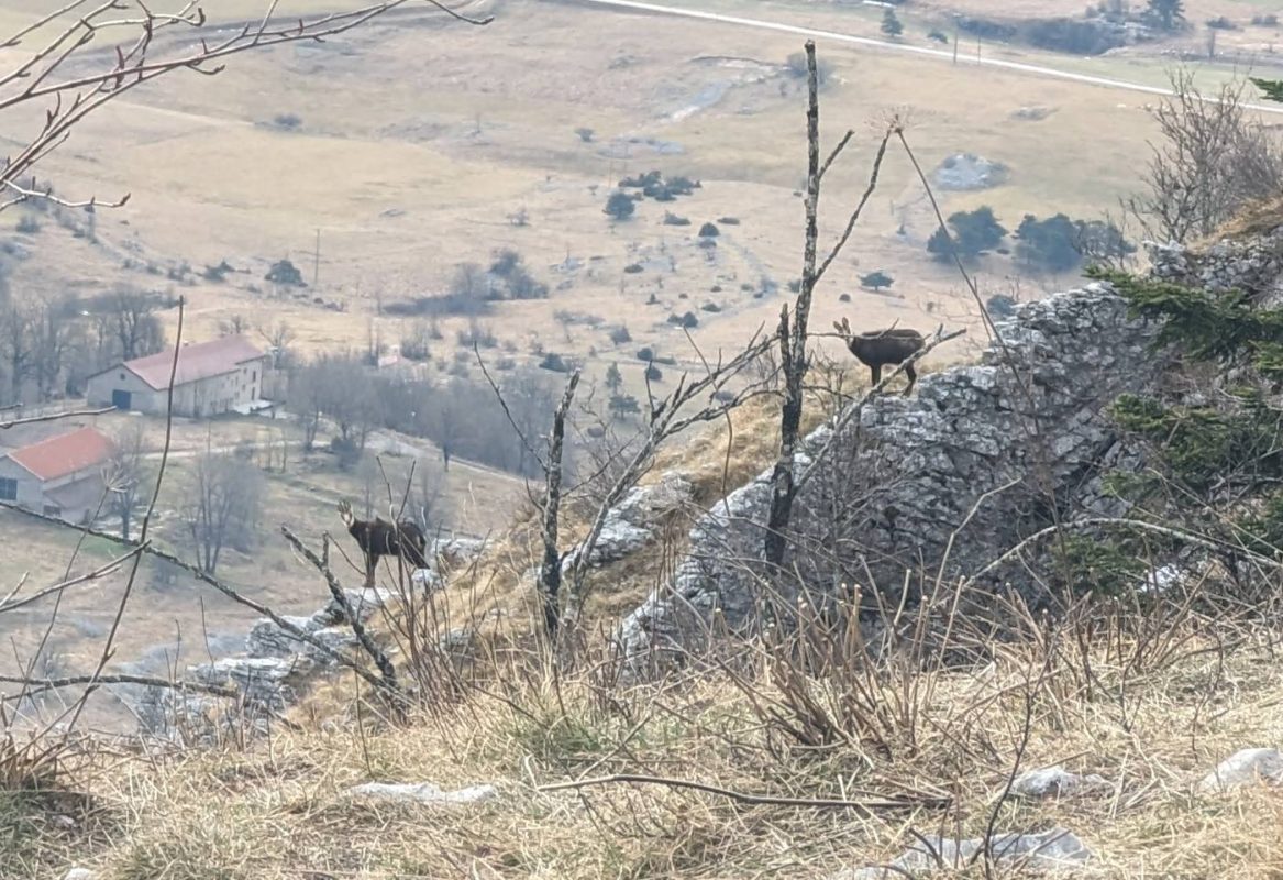 Chamois au loin