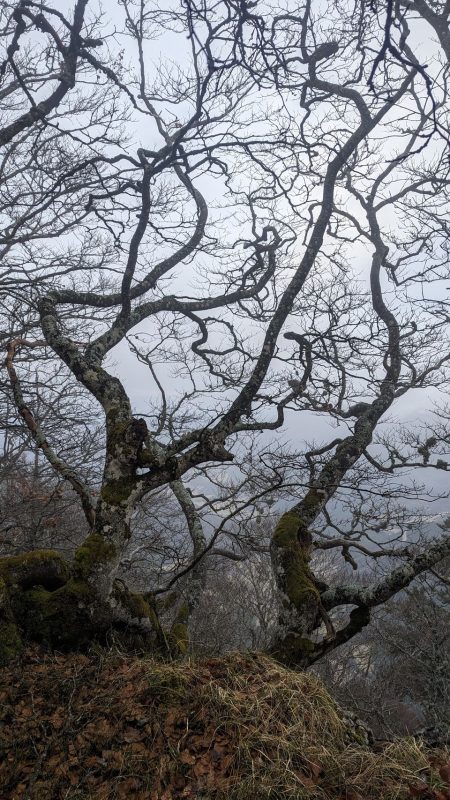 Brume aux milieux des hêtres