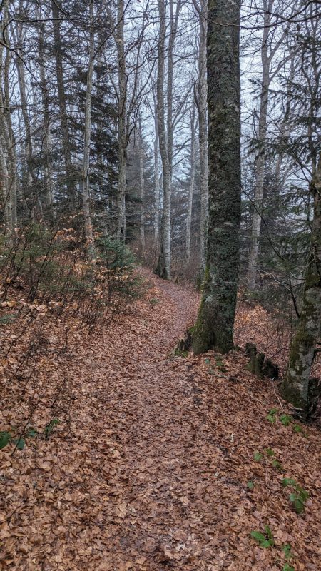 A travers bois pour aller chercher de l'eau