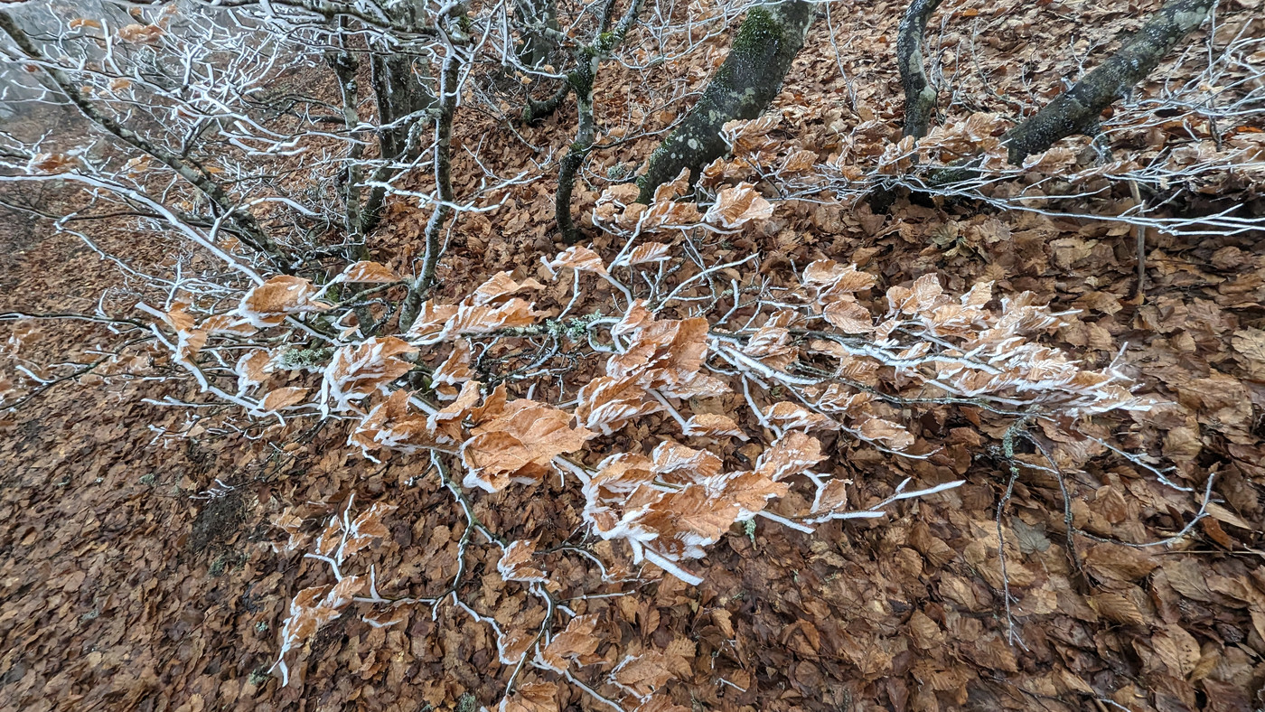 Tout givre sur place