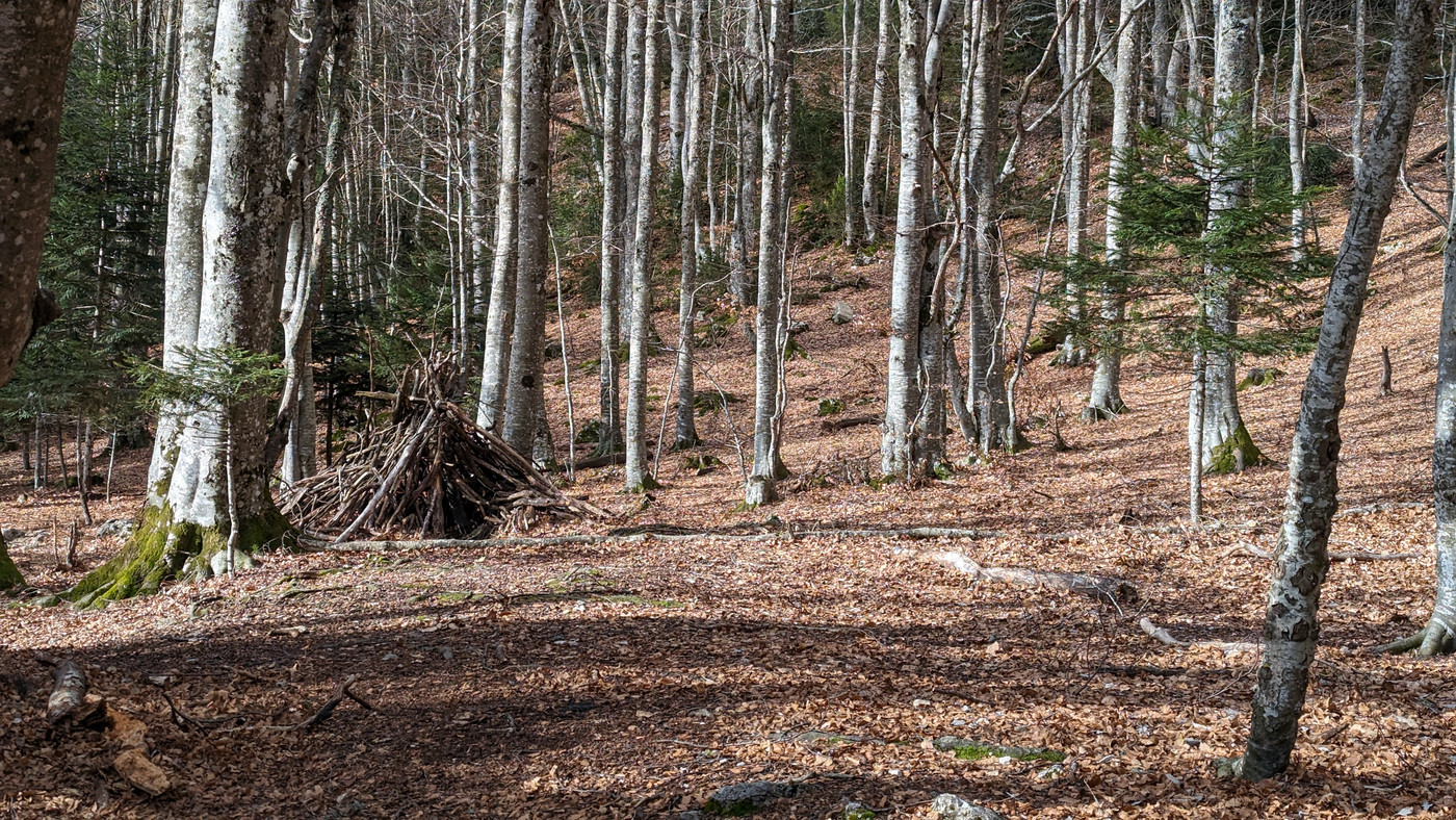 Cabane parmi les arbres