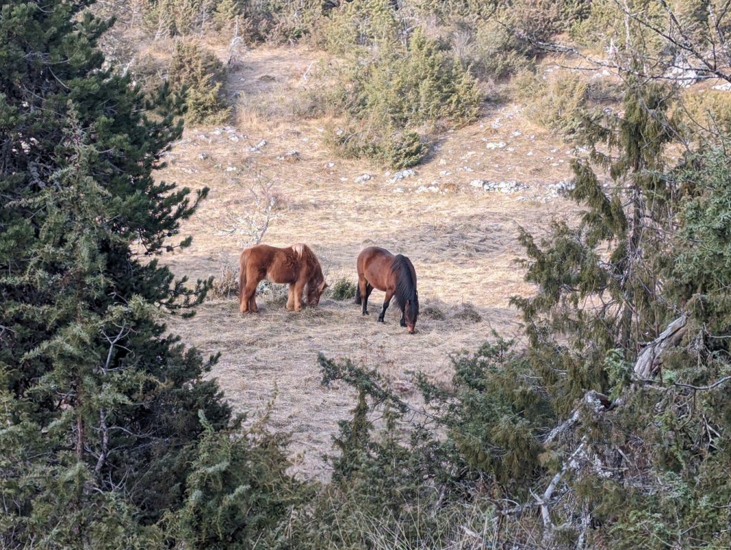 Chevaux