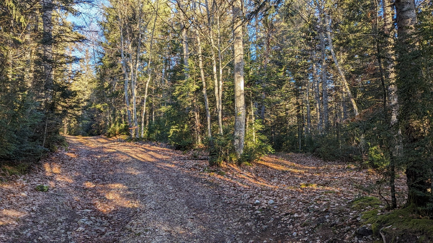 Route en forêt