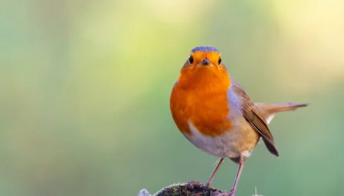 Dans la tête des oiseaux ©AFP - Jose A. Bernat Bacete