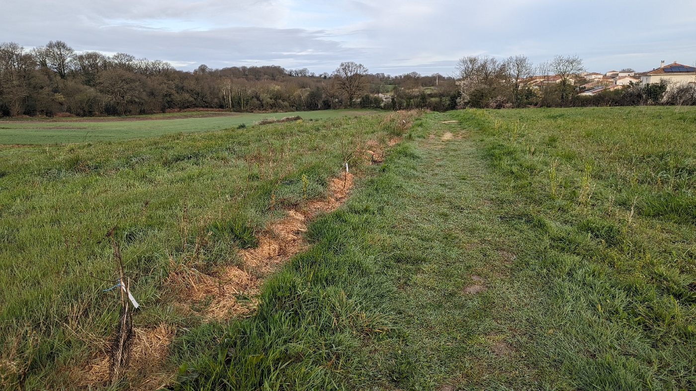 Plantation d'une grande haie