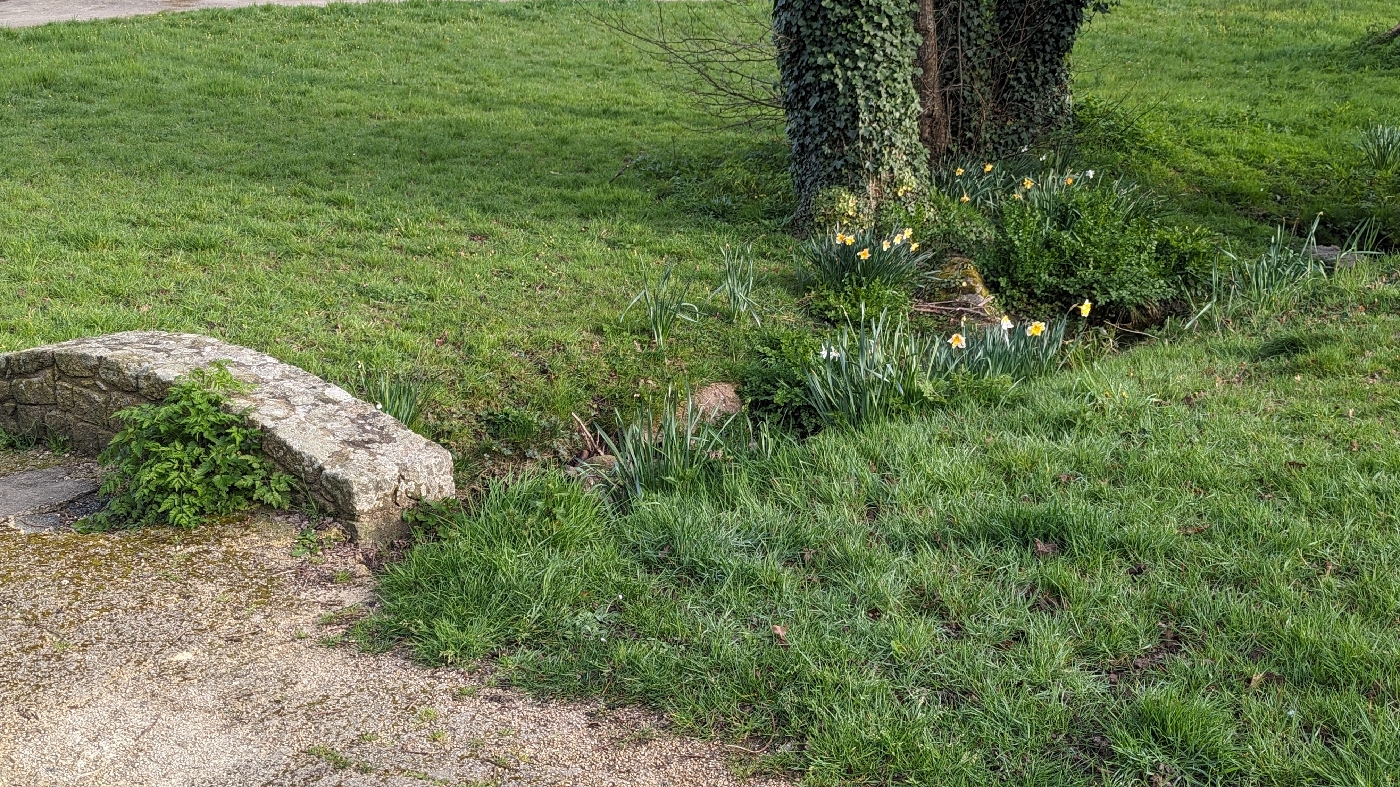 Petit cours d'eau avec ces narcisse en fleurs.