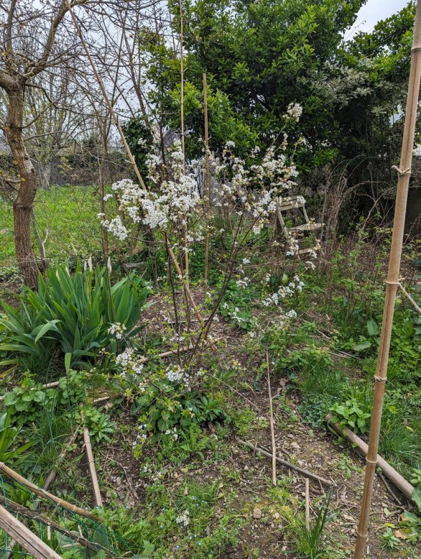 Cerisier en fleurs