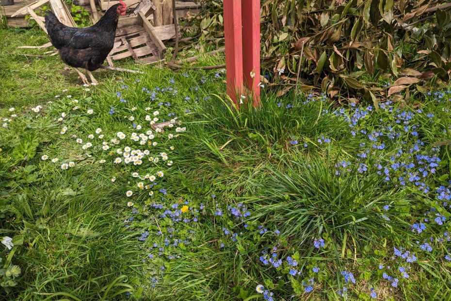 Petite fleurs dans la pelouse