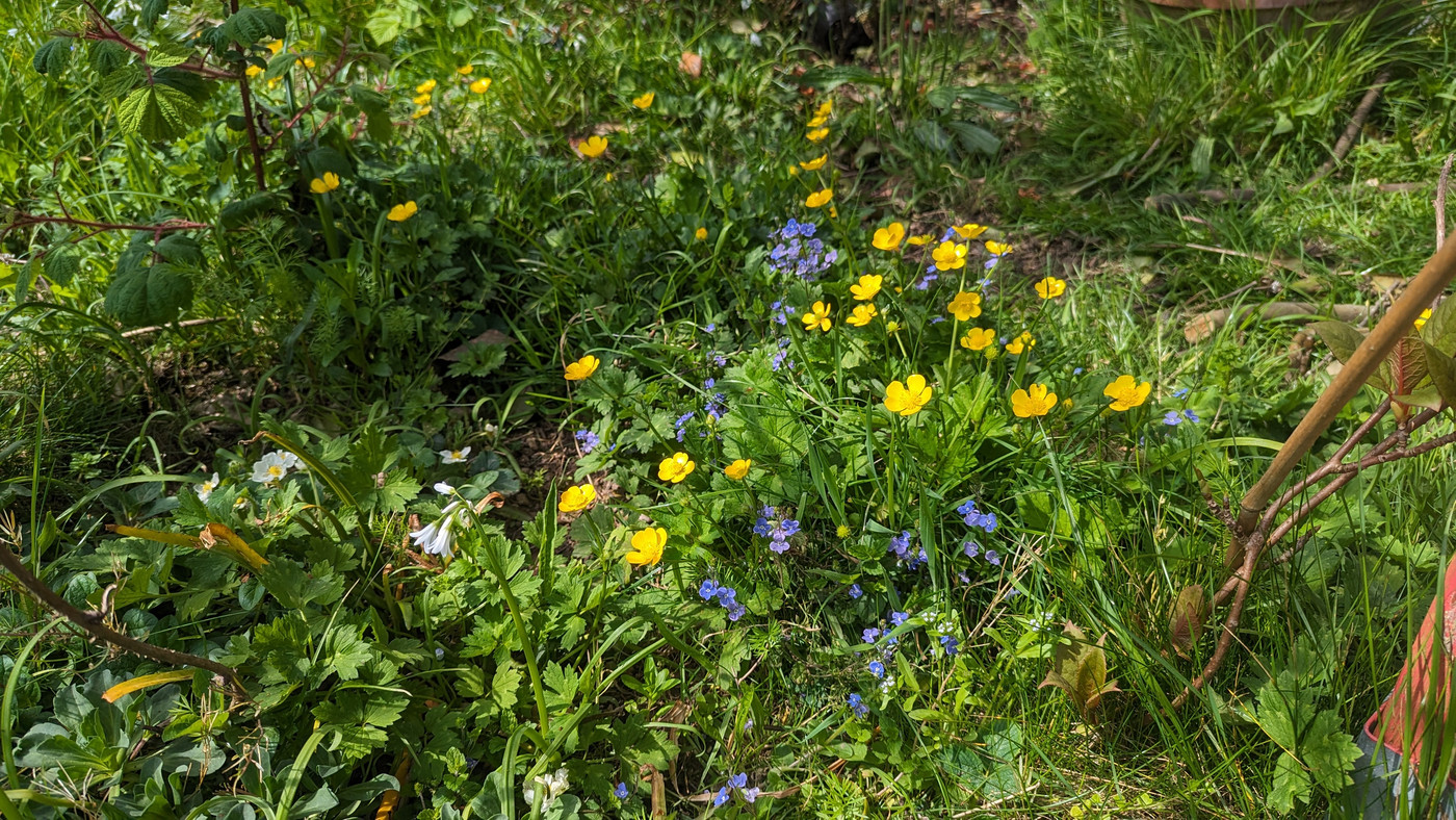 Fleurs sauvages