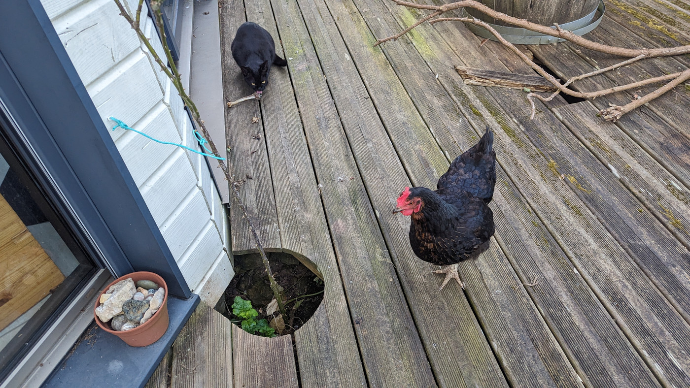 Un chat qui se méfie de la poule