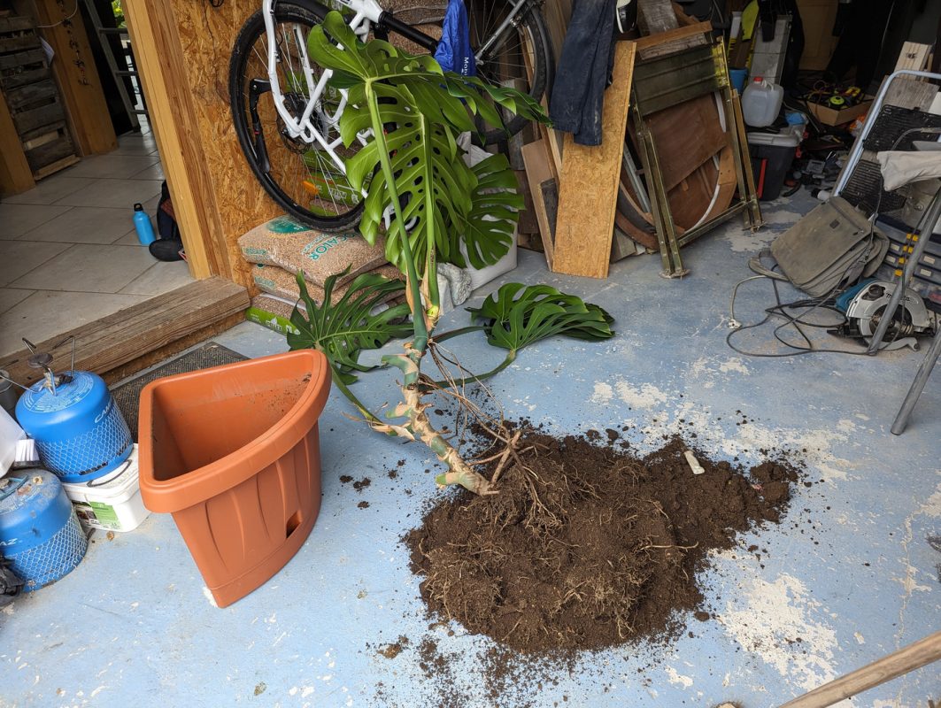 Deuxième rempotage du monstera : le pieds était top haut et disgracieux