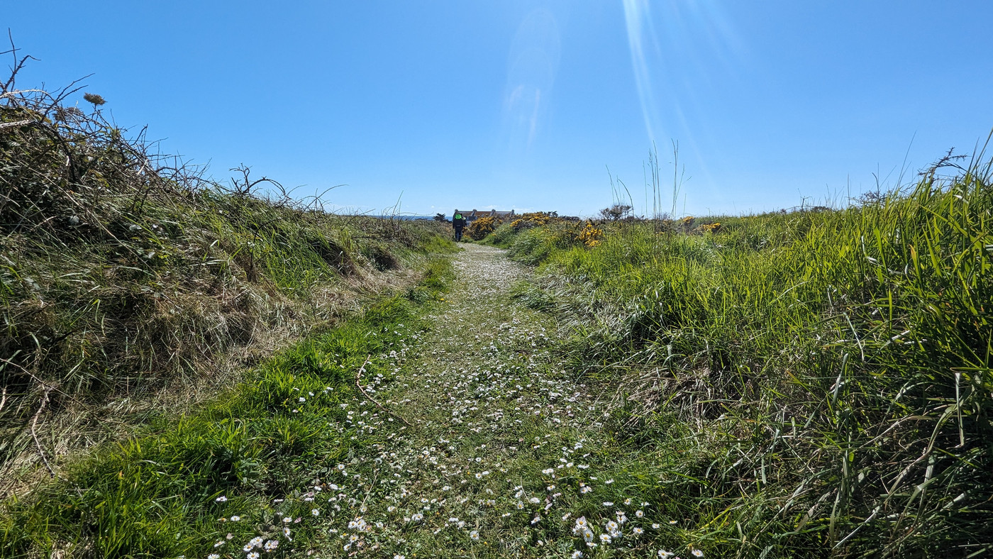 sentier de pâquerette vers le phare