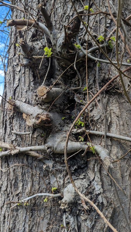 Pousse et repousse d'arbre